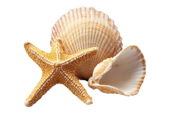 Starfish and Seashells Ocean Treasures Beach Finds Summer Vacation Coastal Decor Nautical Theme, isolated on transparent background