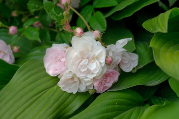 Luxurious background of many small pink bush roses. Lush thickets of roses in the garden.