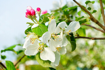 Spring apple flowers in blossom - spring floral background. Apple tree branch in the spring garden
