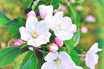 Spring flowers of blooming apple tree in the spring garden, spring floral landscape