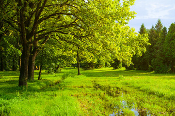 Naklejka premium Spring landscape. Green park trees and flooded spring lawn in the park in sunny weather. Colorful spring nature scene