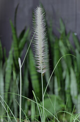 The flower of Pennisetum 'Laydy U' Rozplenica Japońska in the garden