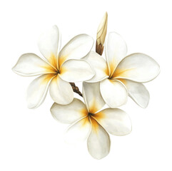 Obraz premium PNG White plumeria flower flowers art illustration.