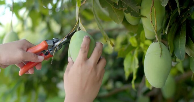 Mango picking.Pick mangoes by cutting the stem of the mango with scissors.Farmers are harvesting mangoes.