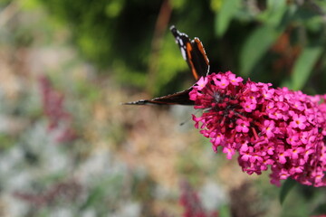 Red admiral butterfly (vanessa atalanta), wings closed sitting on a pink flower 
