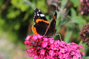 Red admiral butterfly (vanessa atalanta), wings closed sitting on a pink flower 
