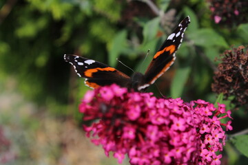 Red admiral butterfly (vanessa atalanta), wings closed sitting on a pink flower 
