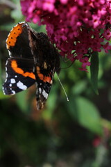 Red admiral butterfly (vanessa atalanta), wings closed sitting on a pink flower 
