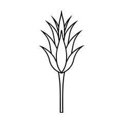 eremurus flower line art vector art illustration