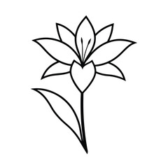 clivia flower line art vector illustration