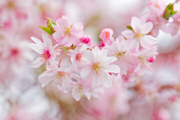 Obraz premium Blooming prunus sakura tree close up detail