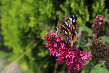 Red admiral butterfly (vanessa atalanta), wings closed sitting on a pink flower 
