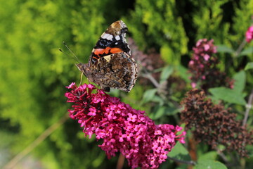 Red admiral butterfly (vanessa atalanta), wings closed sitting on a pink flower 
