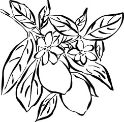  Dibujo a mano de rama de limón. Ilustración de limones con hojas. Boceto de árbol frutal.  Fruta cítrica. Garabato de fruta