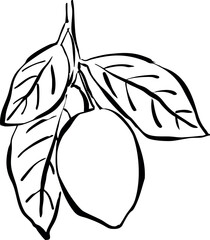 Boceto de árbol frutal. Ilustración de limones con hojas. Dibujo a mano de rama de limón. Fruta cítrica. Garabato de fruta