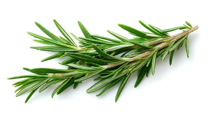 Fototapeta premium Herbal rosemary cutout on white for creative overlays 