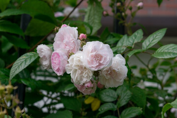 Luxurious background of many small pink bush roses. Lush thickets of roses in the garden.