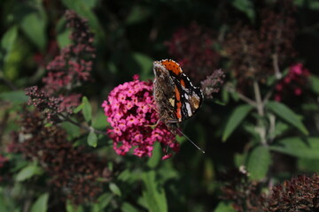 Red admiral butterfly (vanessa atalanta), wings closed sitting on a pink flower 
