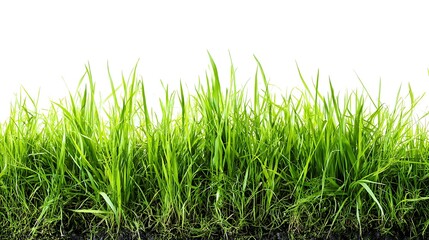Fototapeta premium Radiant green grass isolated on white for natural mockups 