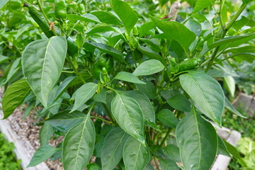 Garden with green pepper growing in nature