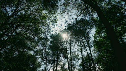 Fototapeta premium Sunlight seeping through the dense canopy in a quite forest moment
