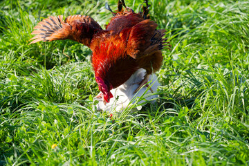 High angle view of red brown rooster on top of white chicken on meadow at Swiss farm on a sunny...