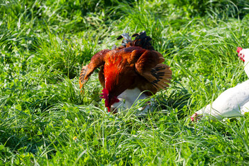 High angle view of red brown rooster on top of white chicken on meadow at Swiss farm on a sunny spring afternoon. Photo taken April 9th, 2025, Zurich Schwamendingen, Switzerland.