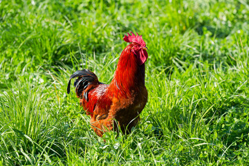 High angle view of red brown rooster on meadow at Swiss farm on a sunny spring afternoon. Photo...