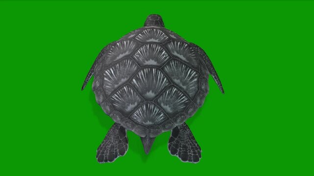 Turtle Swimming From Back 3D Rendering Animation on Green Screen