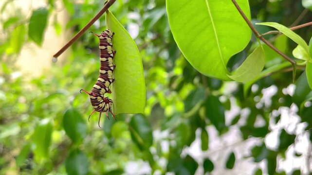 caterpillars that will become leafhoppers
