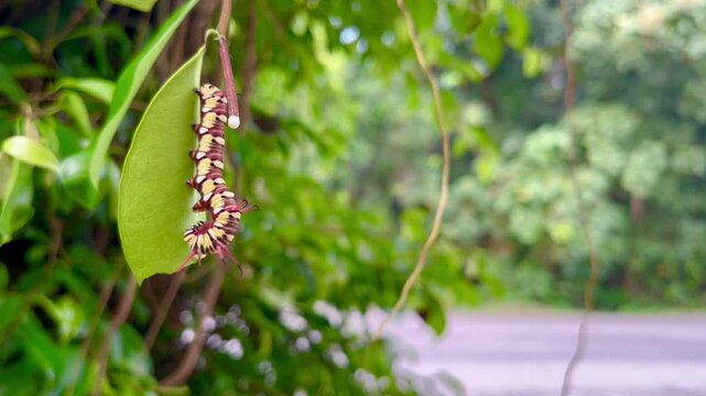 caterpillars that will become leafhoppers