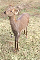 deer in the forest