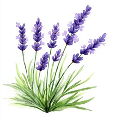 Naklejka premium Watercolor Lavender Flowers Illustration with Delicate Purple Blooms and Green Leaves