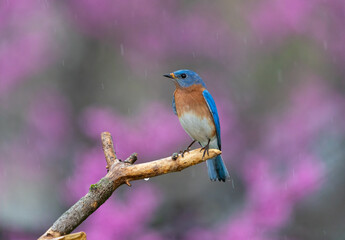bluebird among pink redbud blossoms in background