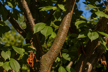 Detailed view of a tree of cherry trunk with lush green leaves and a few brown, dried leaves. Captures the natural texture of bark and foliage in a sunlit environment.
