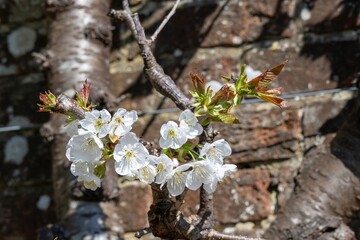 Malus domestica borkh apple blossom