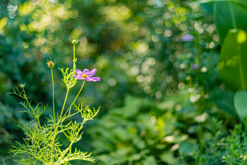  Close-up of a delicate pink wildflower surrounded by vibrant green foliage. The flower's petals...