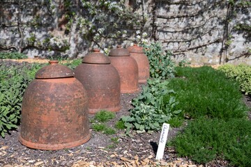 row of terracotta rhubarb cloches amongst the herbs on an allotment
