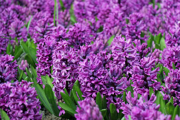 Hyacinth lavender flowers in the garden