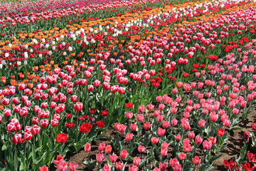 field of tulips