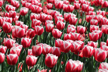 field of red white tulips