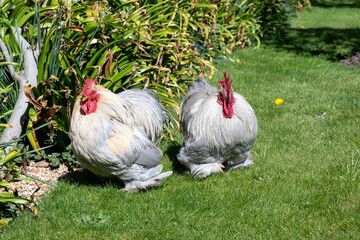 Pekin Bantam a British Breed of bantam