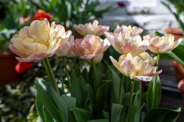Fototapeta premium close up of pretty cream and pink tulips spring flowers