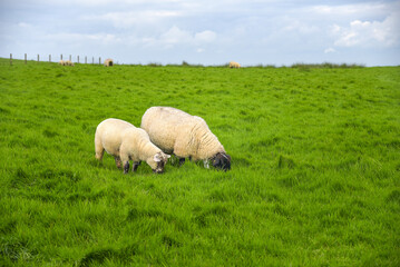 Schafe auf grüner Wiese in Irland