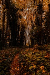 Naklejka premium autumn in the forest
