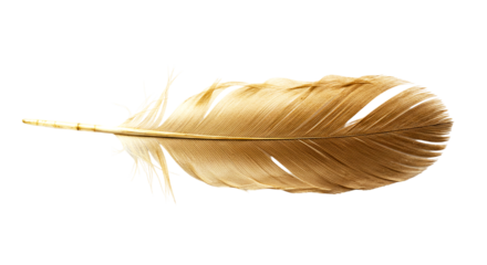 Close up of a golden feather isolated on a black background showing intricate details and texture of the feather