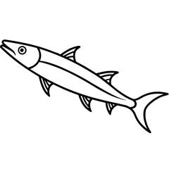 Barracuda vector line art on white baclground