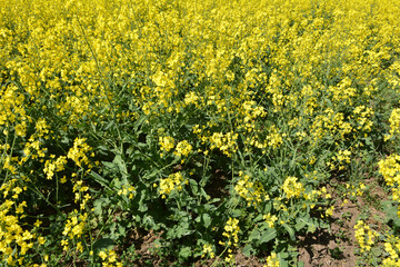 In spring, winter rape blooms in the field