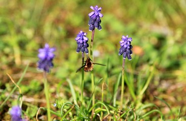 Blue Muscari flowers in a meadow in spring on a blurred background
