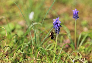 Blue Muscari flowers in a meadow in spring on a blurred background

